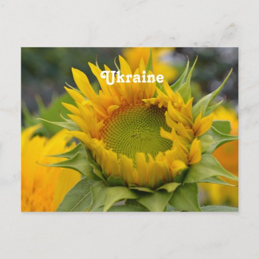 Sonnenblume Postkarte (Vorderseite)