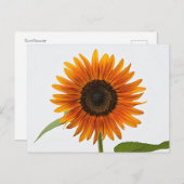Sonnenblume Postkarte (Vorne/Hinten)