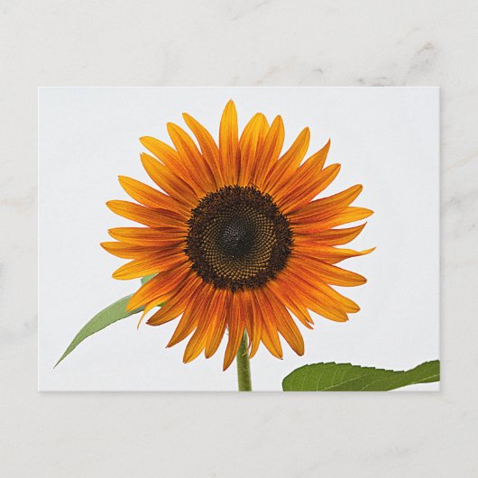 Sonnenblume Postkarte (Vorderseite)