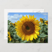 Sonnenblume Postkarte (Vorne/Hinten)