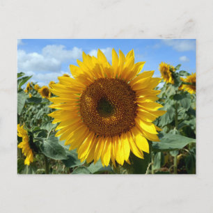 Sonnenblume Postkarte