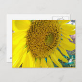 Sonnenblume Postkarte (Vorne/Hinten)