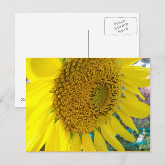 Sonnenblume Postkarte (Vorne/Hinten)