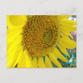 Sonnenblume Postkarte (Vorderseite)