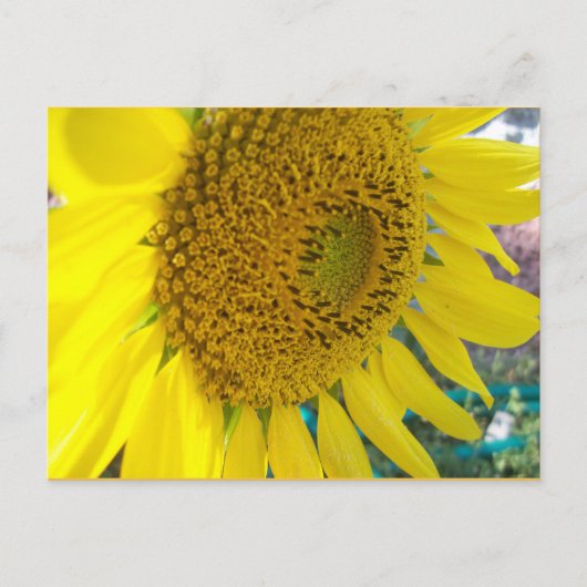Sonnenblume Postkarte (Vorderseite)