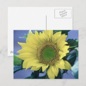 Sonnenblume Postkarte (Vorne/Hinten)