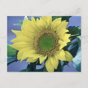 Sonnenblume Postkarte
