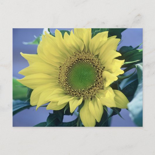 Sonnenblume Postkarte (Vorderseite)