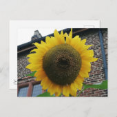Sonnenblume Postkarte (Vorne/Hinten)
