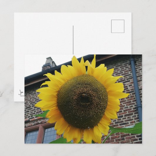 Sonnenblume Postkarte (Vorne/Hinten)