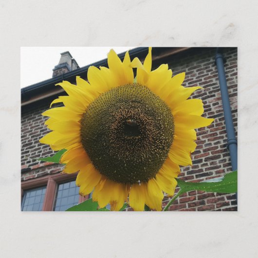 Sonnenblume Postkarte (Vorderseite)