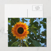 Sonnenblume-Postkarte Postkarte (Vorne/Hinten)