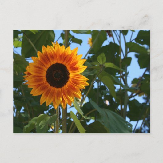 Sonnenblume-Postkarte Postkarte (Vorderseite)