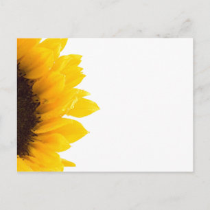 Sonnenblume Postkarte von Petr Kratochvil