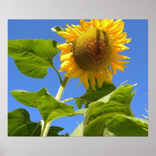 Sonnenblume Power Poster (Vorne)
