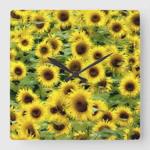 Sonnenblume Quadratische Wanduhr