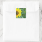 Sonnenblume Quadratischer Aufkleber (Tasche)