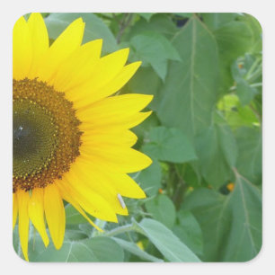 Sonnenblume Quadratischer Aufkleber