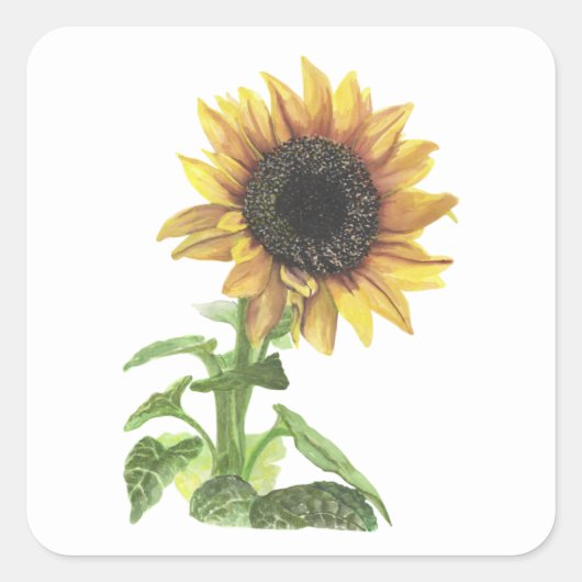 Sonnenblume Quadratischer Aufkleber (Vorderseite)