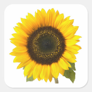 Sonnenblume Quadratischer Aufkleber