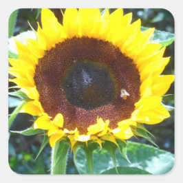 Sonnenblume Quadratischer Aufkleber