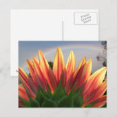 Sonnenblume Regenbogen ~ Postkarte (Vorne/Hinten)