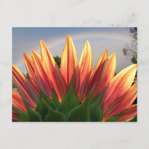 Sonnenblume Regenbogen ~ Postkarte