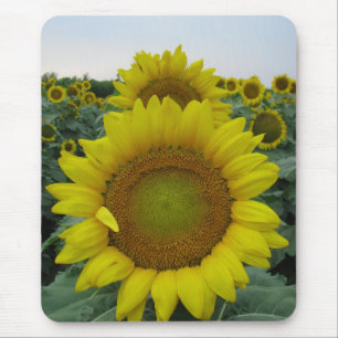 Sonnenblume-Reihe Mousepad
