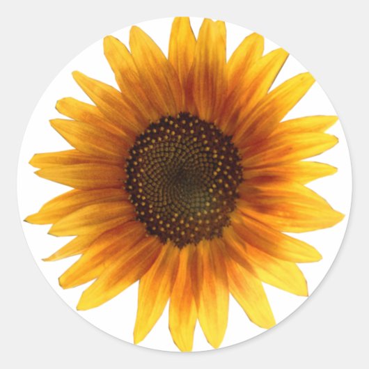 Sonnenblume Runder Aufkleber (Vorderseite)