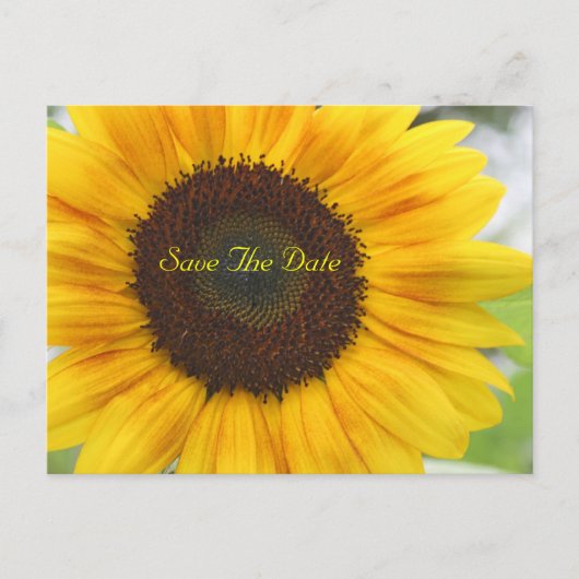 Sonnenblume Save the Date Postkarte (Vorderseite)