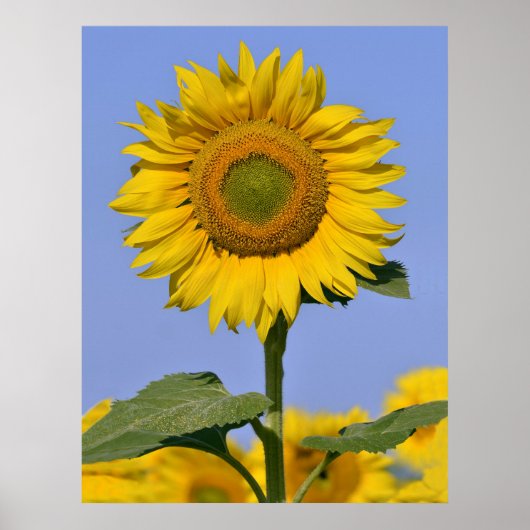 Sonnenblume schließen poster (Vorne)