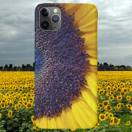 Sonnenblume schließen selten gibt es Handy-Fall Case-Mate iPhone Hülle