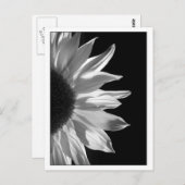 Sonnenblume-Schwarzes u. Weiß Postkarte (Vorne/Hinten)