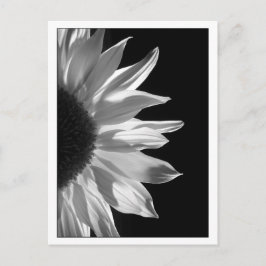 Sonnenblume-Schwarzes u. Weiß Postkarte