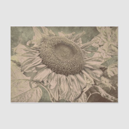 Sonnenblume Sepia Tone Brown Art Texoupage Seidenpapier (Vorderseite)