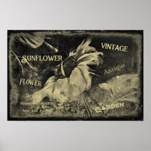 Sonnenblume Sepia Vintage Antik Ephemera Textur Poster