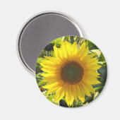 Sonnenblume Shine Magnet (Vorderseite/Rückseite)