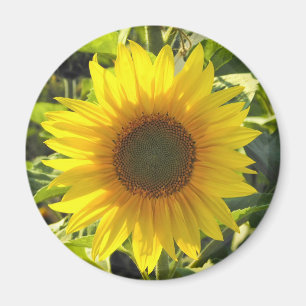 Sonnenblume Shine Magnet