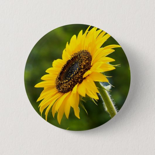 Sonnenblume Sideshot Button (Vorderseite)