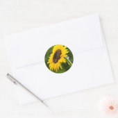 Sonnenblume Sideshot Runder Aufkleber (Umschlag)