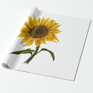 Sonnenblume Sonnenschein Blume Wasserfarben Geschenkpapier