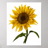 Sonnenblume Sonnenschein Blume Wasserfarben Poster (Vorne)