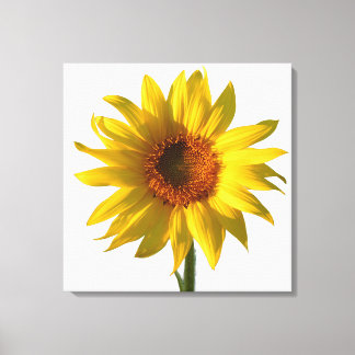 Sonnenblume Sonnenschein Leinwanddruck