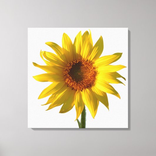 Sonnenblume Sonnenschein Leinwanddruck (Vorderseite)
