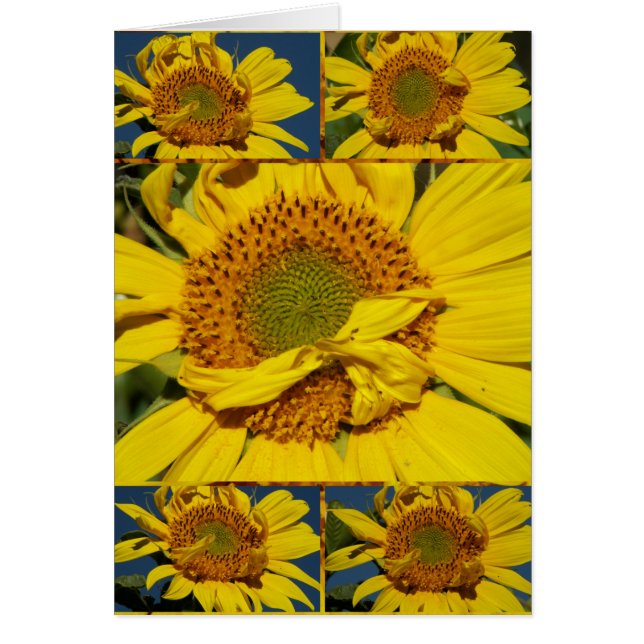 Sonnenblume Sonnenschein Tag (Vorne)