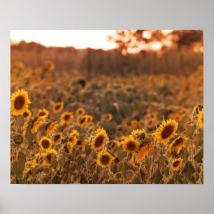Sonnenblume Sonnenuntergang in einer Farbe für das Poster