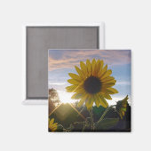 Sonnenblume Sonnenuntergang Magnet (Vorderseite/Rückseite)
