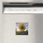 Sonnenblume Sonnenuntergang Magnet (In Situ (Geschirrspüler))
