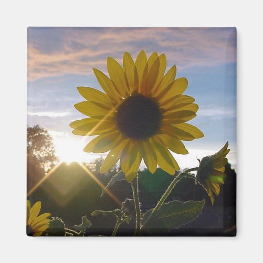 Sonnenblume Sonnenuntergang Magnet (Vorne)