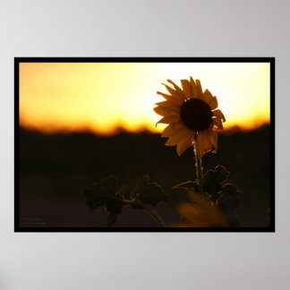 Sonnenblume Sonnenuntergang Poster